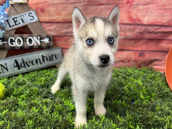 Siberian Husky-DOG-Female-Agouti & White-11670-Petland Monroeville, PA