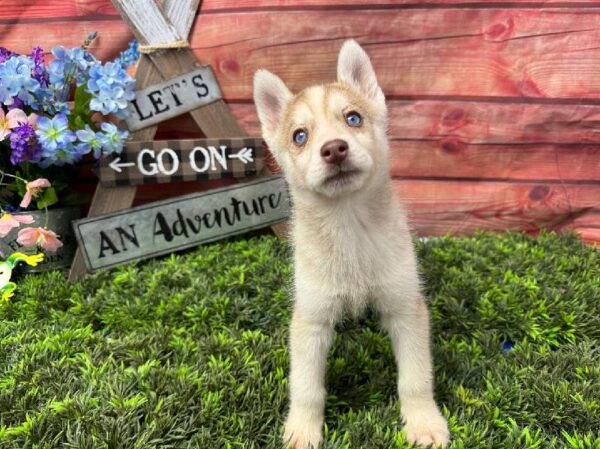 Siberian Husky-DOG-Female-Red & White w/White Spot-11668-Petland Monroeville, PA