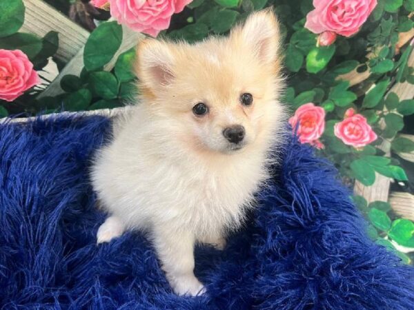 Pomeranian-DOG-Female-Cream-11700-Petland Monroeville, PA