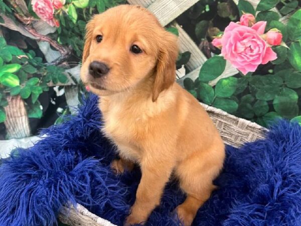 Golden Retriever-DOG-Female-Dark Golden-11698-Petland Monroeville, PA