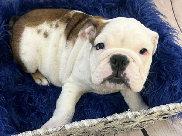 Victorian Bulldog-DOG-Male-Red / White-11705-Petland Monroeville, PA