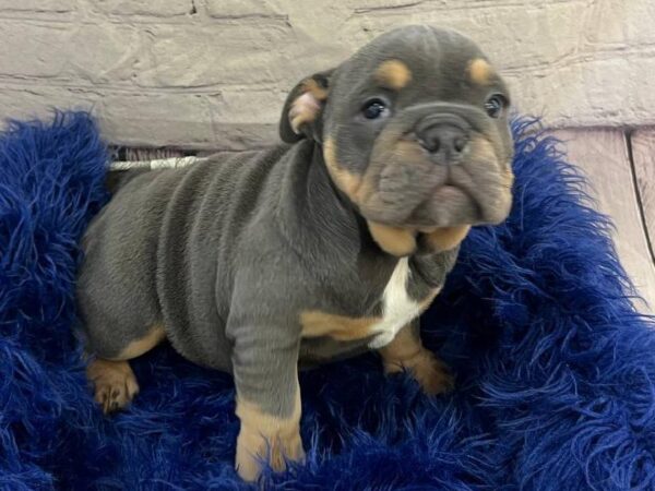 English Bulldog-DOG-Female-Blue / Tan-11703-Petland Monroeville, PA