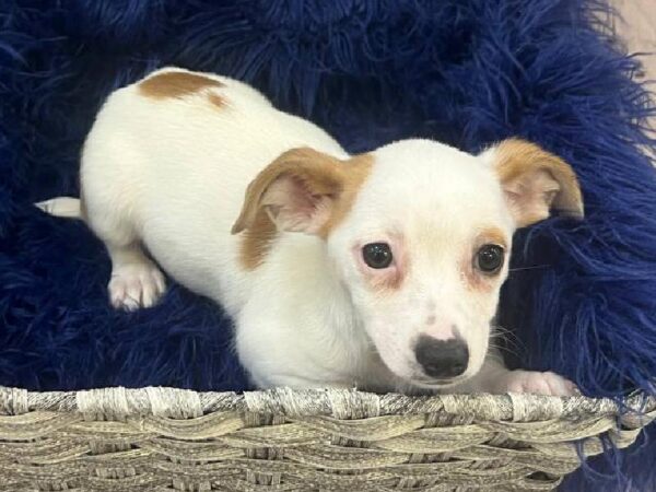 Chiweenie-DOG-Female-Fawn-11702-Petland Monroeville, PA