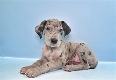 Great Dane-DOG-Male-Merle-11725-Petland Monroeville, PA