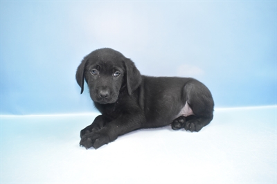 Labrador Retriever-DOG-Male-Black-11736-Petland Monroeville, PA