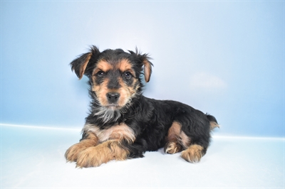 Yorkie-DOG-Female-Black and Tan-11737-Petland Monroeville, PA