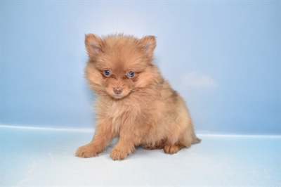 Pomeranian-DOG-Female-Chocolate-11738-Petland Monroeville, PA