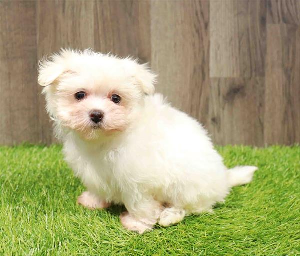 Maltese-DOG-Male-White-11748-Petland Monroeville, PA