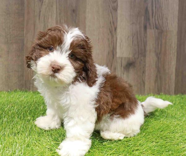Teddy Bear-DOG-Male-Brown / White-11750-Petland Monroeville, PA