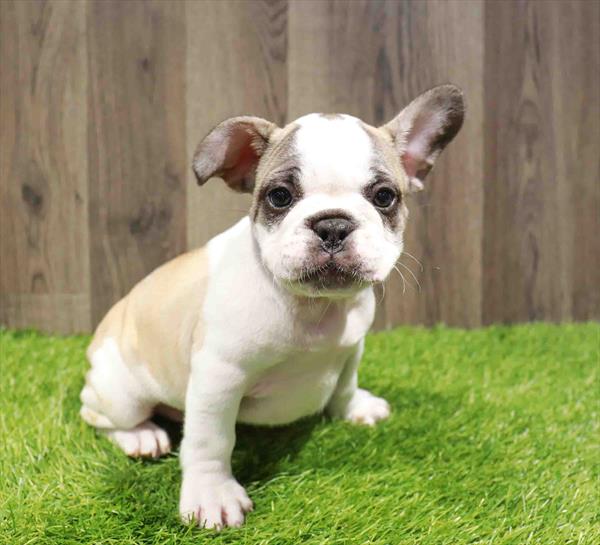 French Bulldog-DOG-Male-Fawn-11756-Petland Monroeville, PA