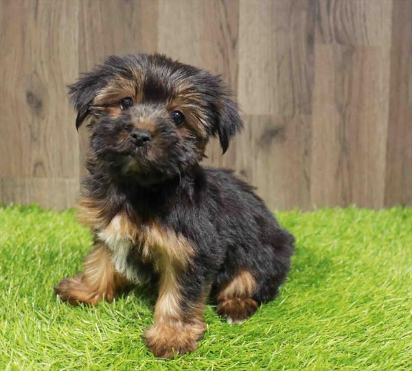 Yorkie-DOG-Female-Black / Tan-11761-Petland Monroeville, PA