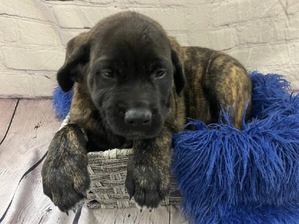 English Mastiff-DOG-Male-Brindle-11747-Petland Monroeville, PA