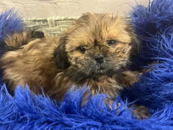 Shih Tzu-DOG-Female-Brown-11795-Petland Monroeville, PA