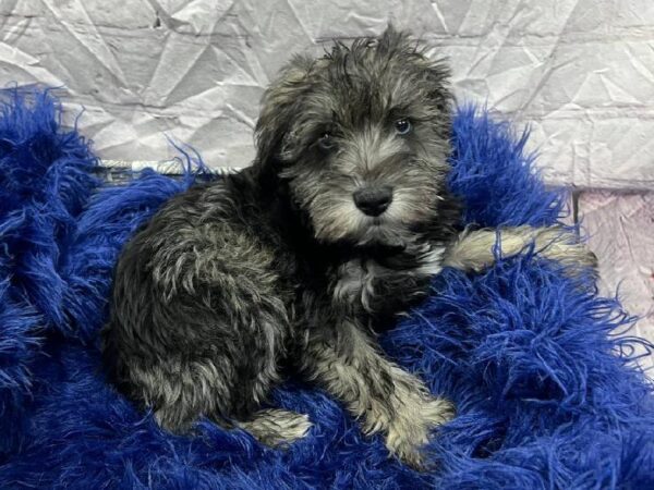 Mini Schnauzer-DOG-Female-Black / Silver-11829-Petland Monroeville, PA