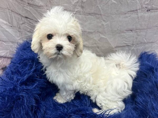 Maltese-DOG-Female-White-11823-Petland Monroeville, PA
