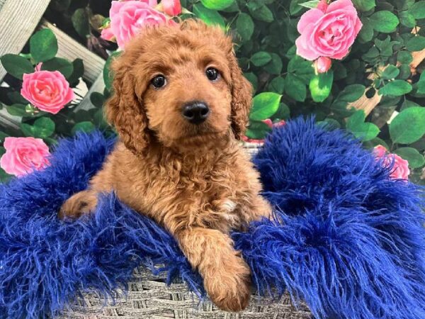 Mini Goldendoodle 2nd Gen.-DOG-Male-Apricot-11630-Petland Monroeville, PA