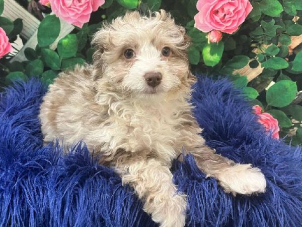 Mini Bernedoodle 2nd Gen-DOG-Female-Red Merle-11646-Petland Monroeville, PA