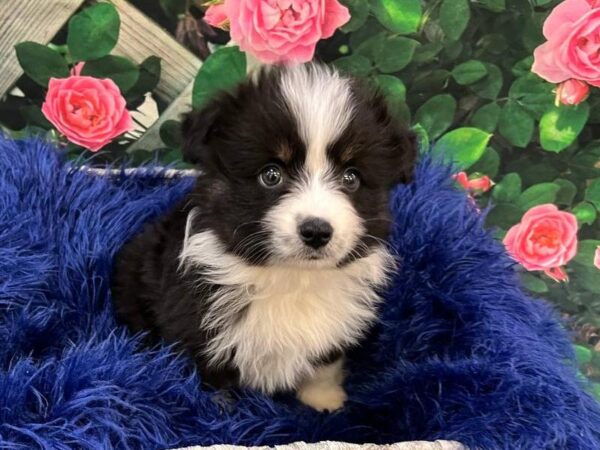 Miniature Australian Shepherd-DOG-Male-Black White and Brown-11699-Petland Monroeville, PA