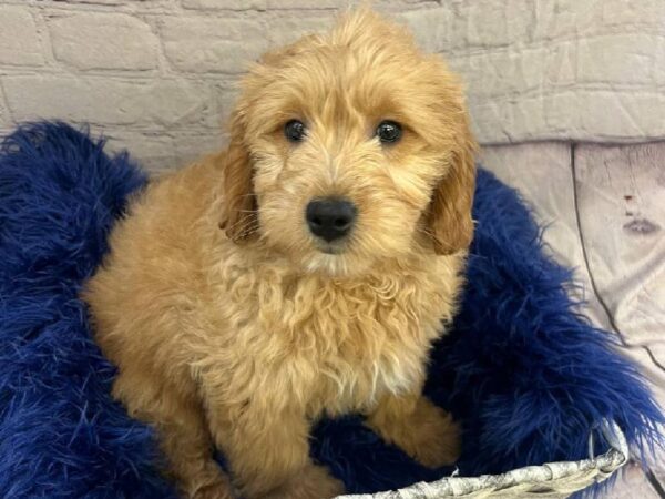 Miniature Goldendoodle-DOG-Female-Apricot-11701-Petland Monroeville, PA