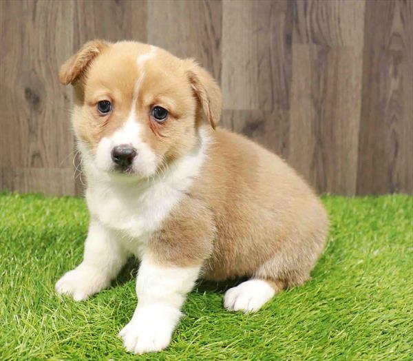 Pembroke Welsh Corgi-DOG-Male-Red / White-11754-Petland Monroeville, PA