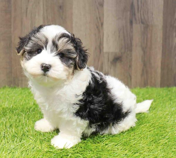 Yorkie-Poo-DOG-Male-Black / White-11760-Petland Monroeville, PA