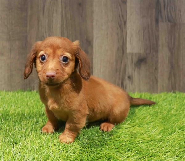 Dachshund-DOG-Female-Red-11803-Petland Monroeville, PA