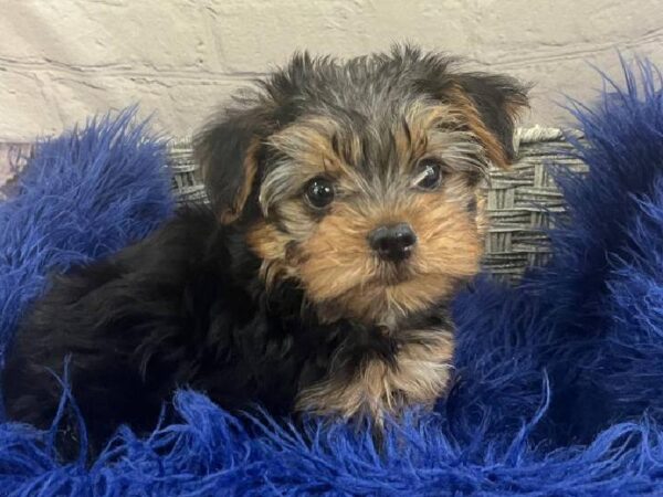 Yorkie-DOG-Male-Black / Tan-11800-Petland Monroeville, PA