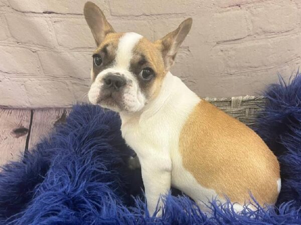 French Bulldog-DOG-Female-Fawn-11796-Petland Monroeville, PA