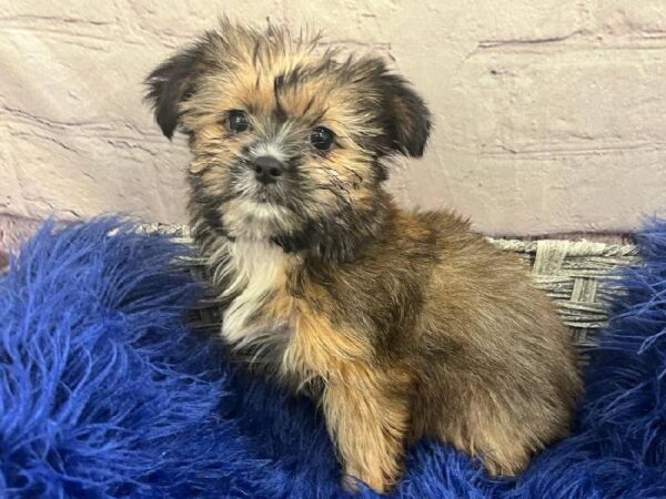 Shorkie-DOG-Female-Sable-11794-Petland Monroeville, PA