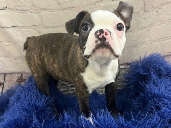 Boston Terrier-DOG-Male-Brindle / White-11710-Petland Monroeville, PA