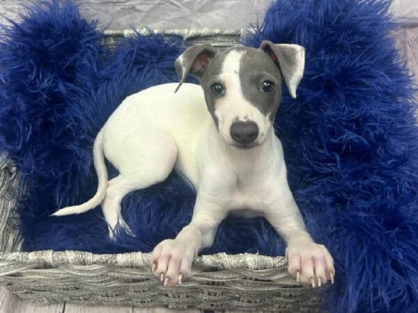 Italian Greyhound-DOG-Female-White-11826-Petland Monroeville, PA