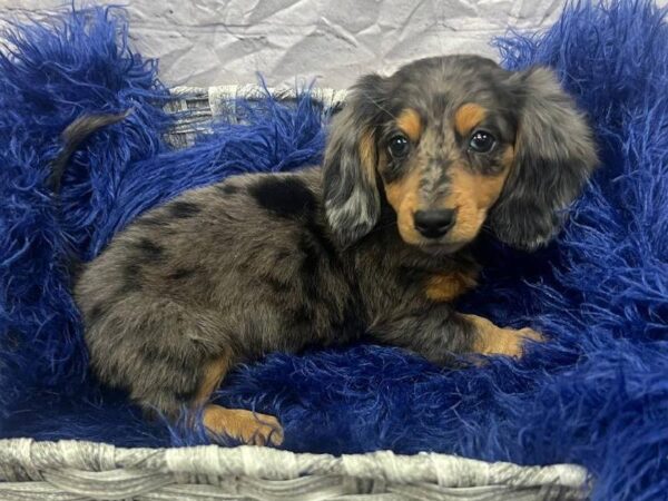 Dachshund-DOG-Male-Blue Dapple-11824-Petland Monroeville, PA