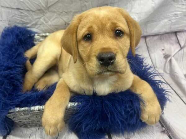 Labrador Retriever-DOG-Female-Yellow-11825-Petland Monroeville, PA