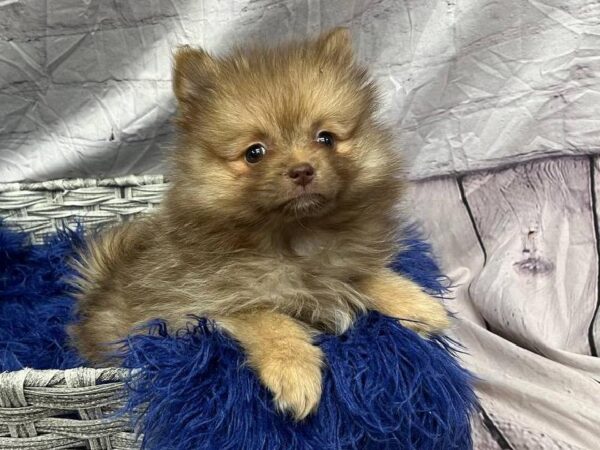 Pomeranian-DOG-Female-Chocolate-11844-Petland Monroeville, PA