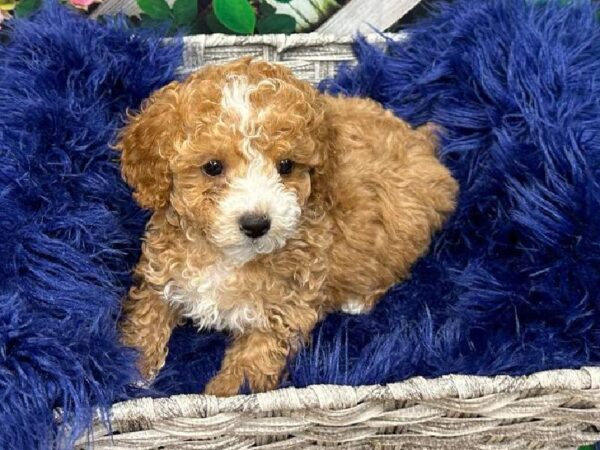 Maltipoo-DOG-Female-Red-11862-Petland Monroeville, PA