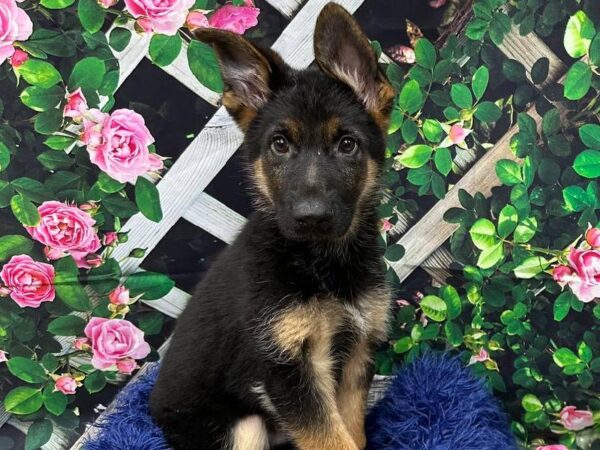 German Shepherd-DOG-Male-Black / Tan-11857-Petland Monroeville, PA