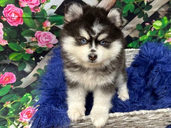 Pomsky 2nd gen.-DOG-Female-Black / White-11869-Petland Monroeville, PA