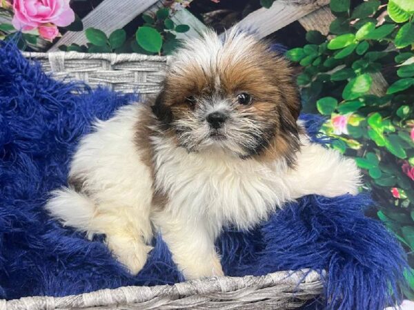 Teddy Bear-DOG-Male-Brown / White-11897-Petland Monroeville, PA