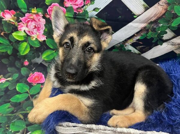 German Shepherd-DOG-Female-Black / Tan-11894-Petland Monroeville, PA