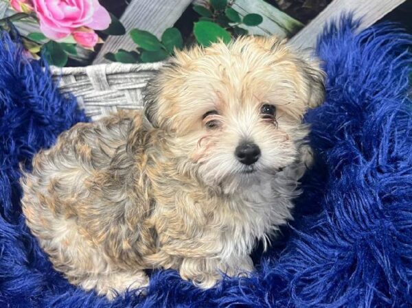 Yochon-DOG-Female-Gold-11883-Petland Monroeville, PA
