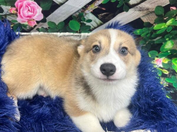 Pembroke Welsh Corgi-DOG-Male-Blue and White-11882-Petland Monroeville, PA
