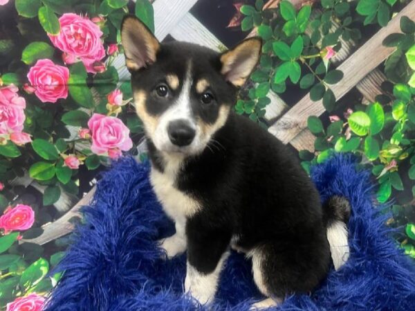 Shiba Inu-DOG-Female-Black / Tan-11920-Petland Monroeville, PA