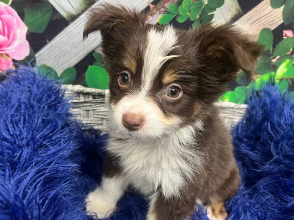 Miniature Australian Shepherd-DOG-Male-Red-11924-Petland Monroeville, PA