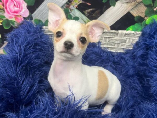Chihuahua-DOG-Female-Fawn-11921-Petland Monroeville, PA