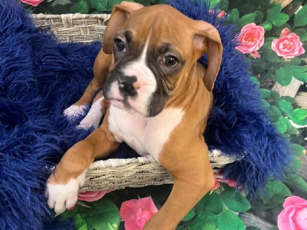 Boxer-DOG-Male-Fawn-11696-Petland Monroeville, PA