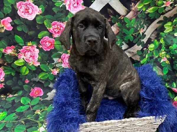 English Mastiff-DOG-Male-Brindle-11866-Petland Monroeville, PA