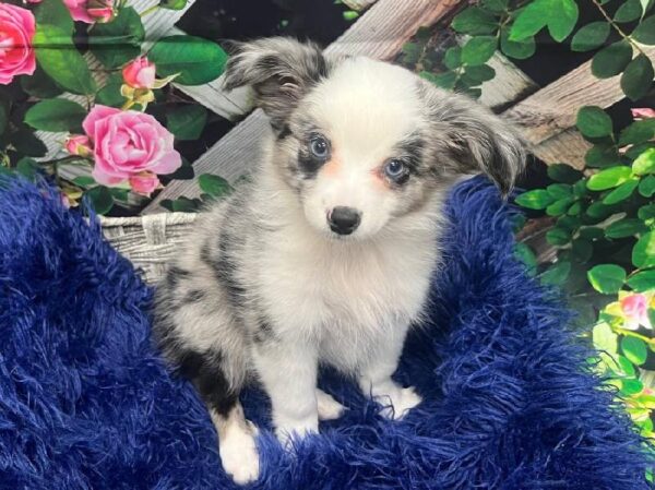 Miniature Australian Shepherd-DOG-Male-Blue Merle-11896-Petland Monroeville, PA