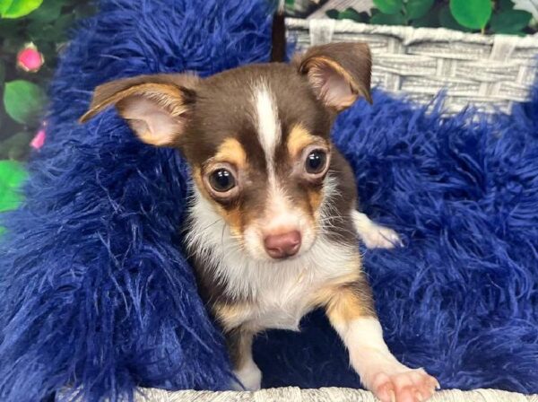 Chihuahua-DOG-Male-Chocolate White Tan-11889-Petland Monroeville, PA