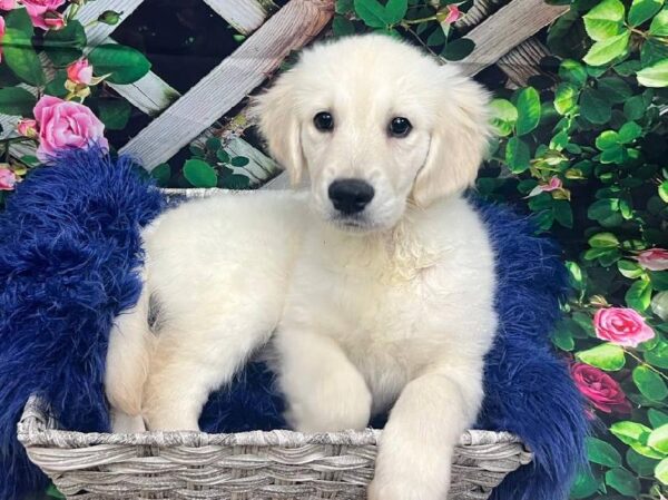 Golden Retriever-DOG-Female-Light Golden-11879-Petland Monroeville, PA