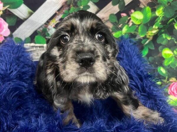 Cocker Spaniel-DOG-Male-Blue Roan-11923-Petland Monroeville, PA